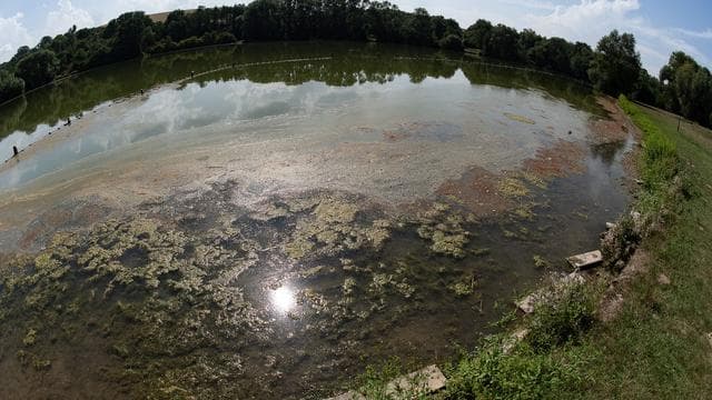 Niedersachsen und Bremen: Blaualgen und andere Gefahren: Vorsicht an diesen Badeseen