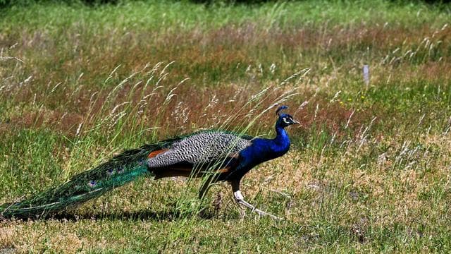 Tiere: Polizei bittet um Hinweise zu freilaufendem Pfau