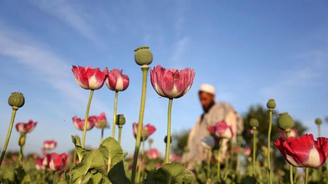 Drogen: UN: Opiumproduktion in Afghanistan nimmt stark zu