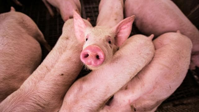 Schweine-Überproduktion in der Schweiz: »Wir spielen hier Gott. Wir geben Leben, und wir nehmen es wieder« 