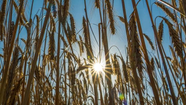 Wettervorhersage: Temperaturen knapp unter 30 Grad - wann Unwetter droht