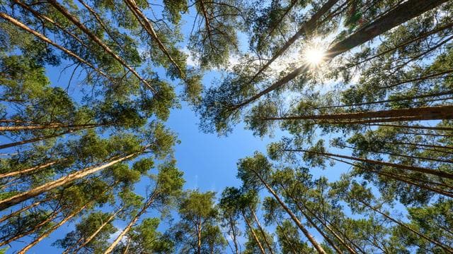 Kiefernprozessionsspinner: Erneute Warnung vor Raupen: Kiefern betroffen