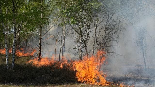 Waldbrand: Feuer in Jüterbog auf acht Hektar ausgeweitet