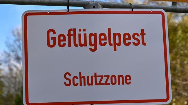 Geflügelpest im Norden: Vogelgrippe in Geflügelbetrieb in Bark ausgebrochen