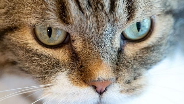 Rettungsaktion: Nach Sprung aus sechstem Stock: Katze steckt unter Auto fest