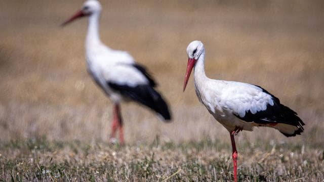 Tierisches: Hamburgs Jungstörche sind schon auf dem Weg in den Süden