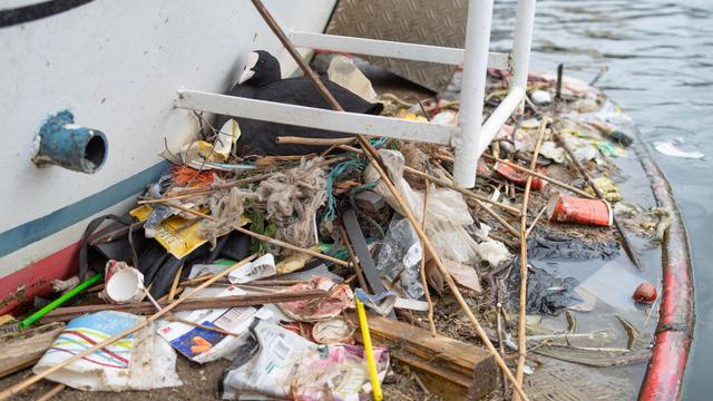 Studie aus Amsterdam: Verpackungen von 1994 - Blässhühner recyceln Plastik