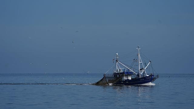 Fischereidialog: Niedersachsen plant fischereifreie Zonen in der Nordsee
