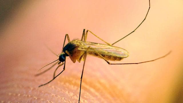 West-Nil-Virus: Anstieg der Fälle von West-Nil-Fieber in Italien