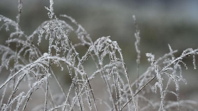 Wetter: Nebel und Glatteis in Sachsen-Anhalt