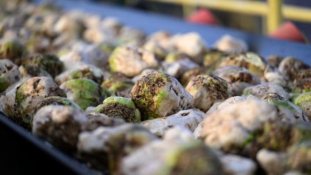 Klebrige Straße: Laster verliert Zuckermelasse - kilometerlange klebrige Spur