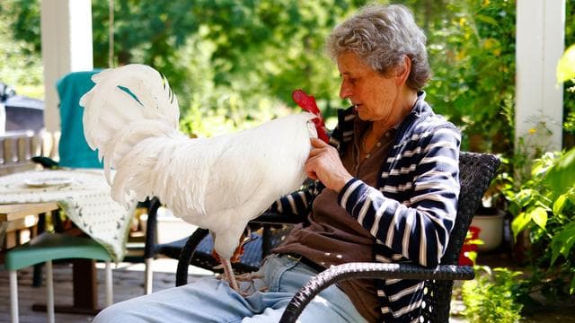 Ungewöhnliche Partnerschaft: Ziemlich beste Freunde: Das WG-Leben mit Hahn Willi