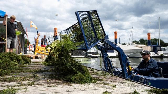 Umwelt: Mit Booten und Mistgabeln gegen die Wasserpest