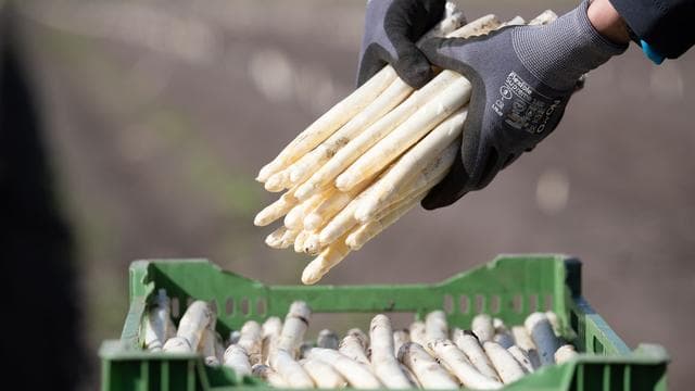 Spargelzeit: Spargelproduktion in Niedersachsen gestiegen
