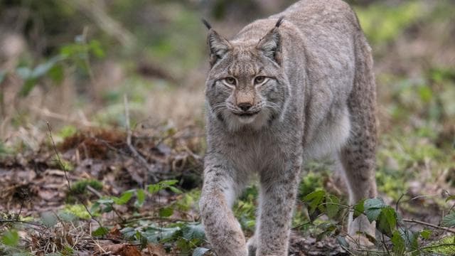Gefährdete Tiere: Die guten Nachrichten des Jahres aus Hessens Artenschutz