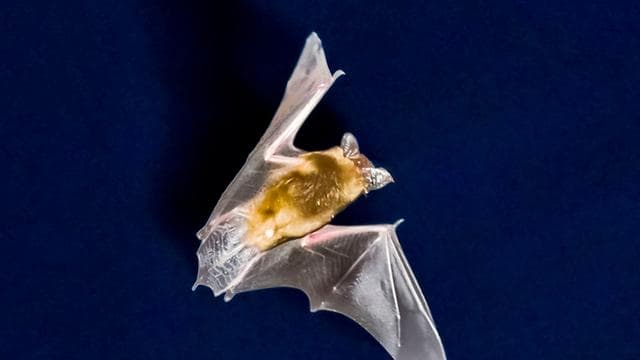 Prien: Fledermaus verirrt sich in Schlafzimmer