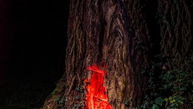 »Die Flucht der Bärin« von Joanna Bator: Dieses Fell riecht nach Freiheit