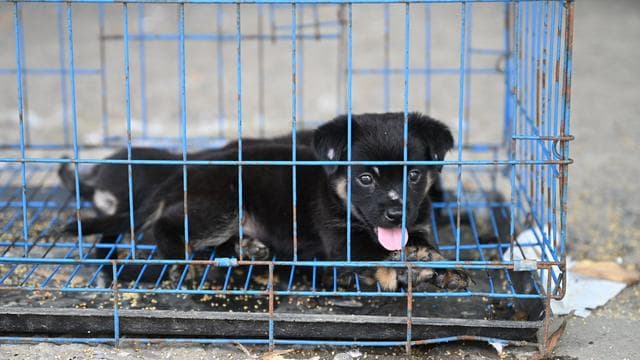 Tierschutz: Fälle von Tierqual sorgen in China zunehmend für Aufschrei