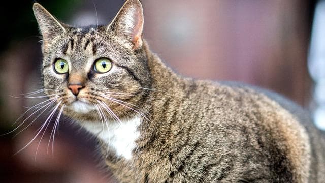 Unfälle: Aus Korb gesprungen: Katze löst laut Besitzerin Unfall aus
