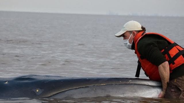 Tiere: Großer Wal strandet in Argentinien – Rettung läuft