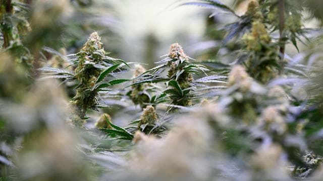 Nach Teil-Legalisierung: Mehr Cannabis-Clubs in Sachsen