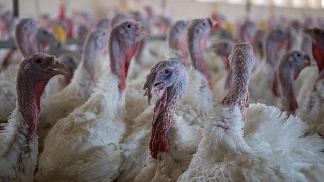 Tierseuche: Geflügelpest-Fall in Friesland – 6.600 Puten betroffen