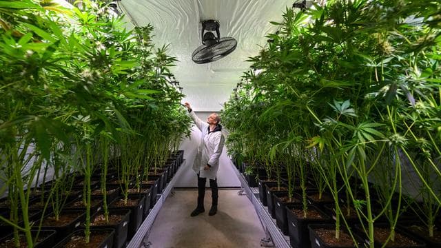Koalitionsverhandlungen: CSU fordert Abschaffung von Cannabis-Legalisierung