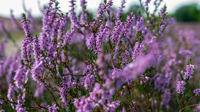 Natur: Heideblüte startet erneut früher