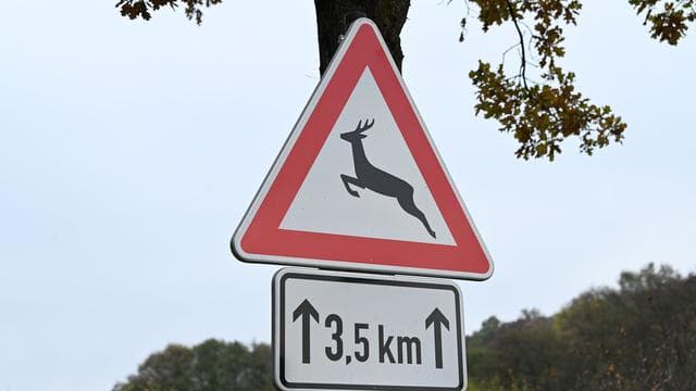 Osthessen: Motorradfahrer bei Unfall mit Reh schwer verletzt