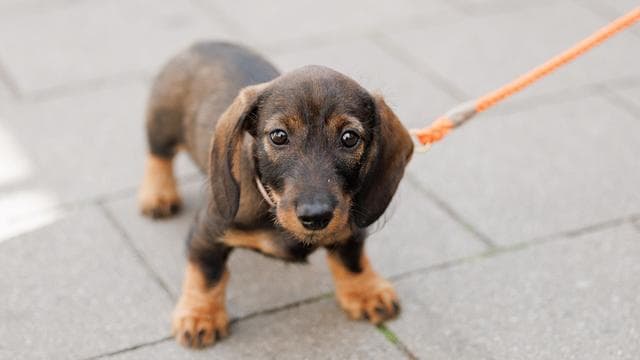 Tiere: Dackel auf dem Catwalk