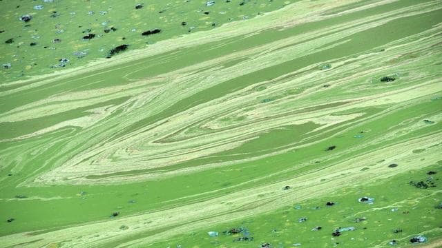 Gewässer: Blaualgen in der Saar: Umweltministerium rät zu Vorsicht