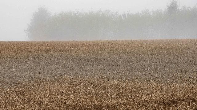 Sorgen der Landwirte: Niederschläge bedrohen Getreideernte in Niedersachsen
