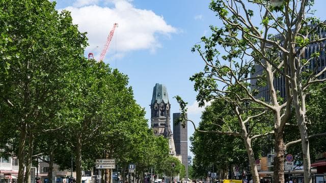 Flächenentsiegelung: Mehr Bäume für Berlin - Senat sieht sich auf gutem Weg