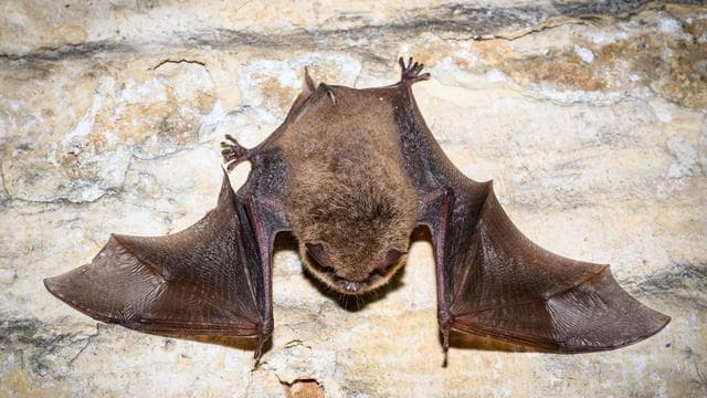 Dehydrierung bis Tod: Warum Fledermäuse besonders unter der Hitze leiden