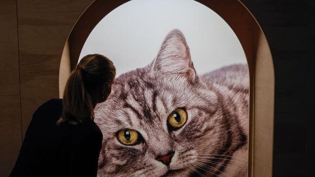 Ausstellungen im Nordwesten: Tierisches Vergnügen - Pferd, Dackel und Katze im Museum