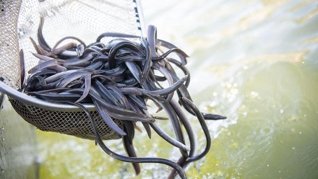 Aktion des Anglerverbands: Über drei Millionen Aale in heimische Flüsse eingesetzt