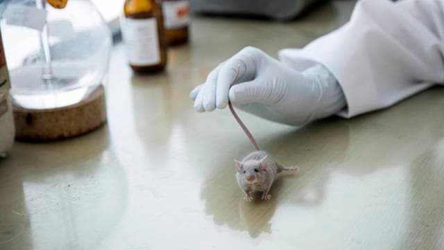 Tierversuche: »Niemand von uns muss sich für das, was er hier tut, schämen«