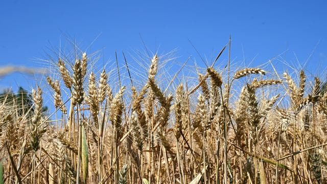 Wettervorhersage: Nächste Hitzewelle erwartet - heute bis zu 31 Grad