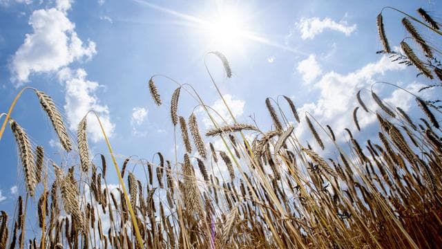Wetteraussichten: Auf Sommerwetter folgen Regen und Gewitter