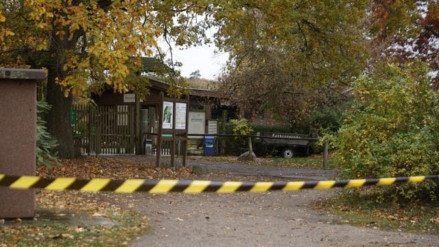 Von Wildtier angegriffen: Polizei: Wolf greift Mädchen in Wildpark an