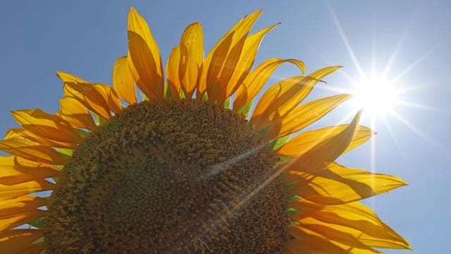 Wetter-Bilanz: Juli in Sachsen-Anhalt mit besonders viel Sonne