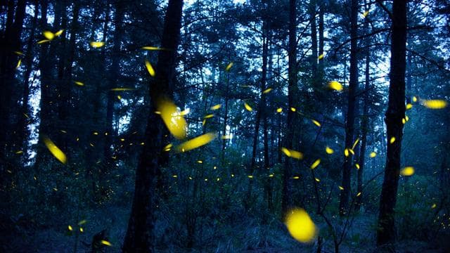Leuchtkäfer: Wo die Glühwürmchen flitzen