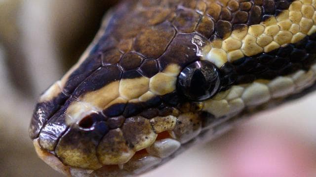 Kurioser Tierfund: Rätsel um Königspython in Coburger Hausflur