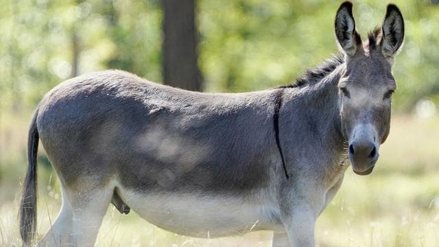 Tiere: Esel nach Unfall mit Auto eingeschläfert