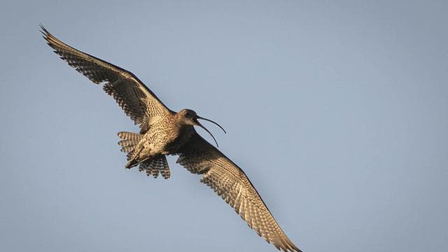 Artenschutz: Naturschützer sehen Hoffnung für bedrohte Brachvögel
