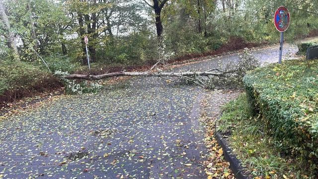 Wetter: Stürmisches Wetter sorgt für umgestürzte Bäume