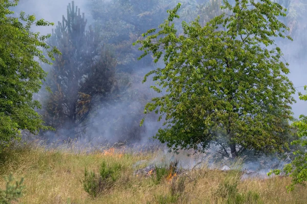 
            MAPS: Where in Germany faces the highest risk of wildfires
        