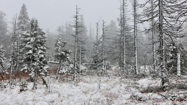 Wintereinbruch: Schnee im Harz gefallen