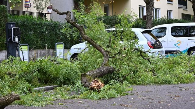 Unwetter im Südwesten: Sturm lässt im Schwarzwald Bäume umstürzen