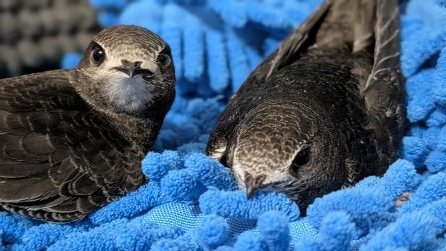 Hitzefolgen: Hitze setzt Wildvögeln zu – Pflegestellen am Limit
